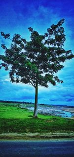 Tree by sea against blue sky
