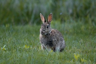 Rabbit on grass at moonlight