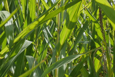 Close-up of fresh green plant