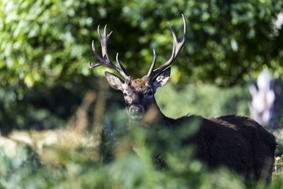 Close-up of deer by plants in forest