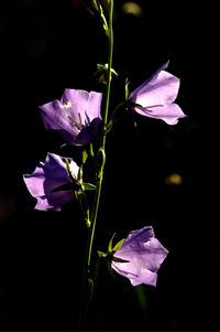 Close-up of purple iris flower against black background