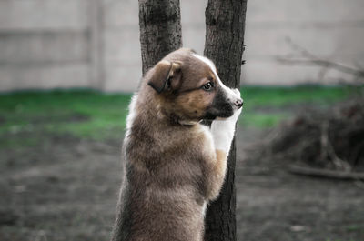 Close-up of a dog looking away