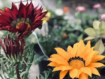 Close-up of orange flower