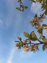 Low angle view of tree against sky