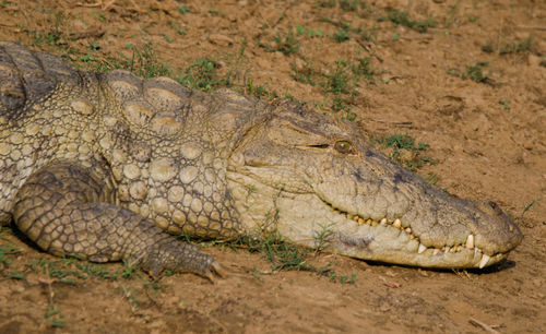 Close-up of crocodile