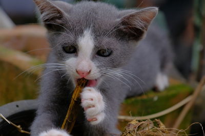 Close-up portrait of a cat
