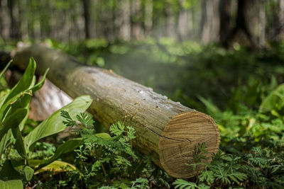 Close-up of tree trunk in forest