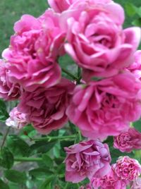 Close-up of pink rose