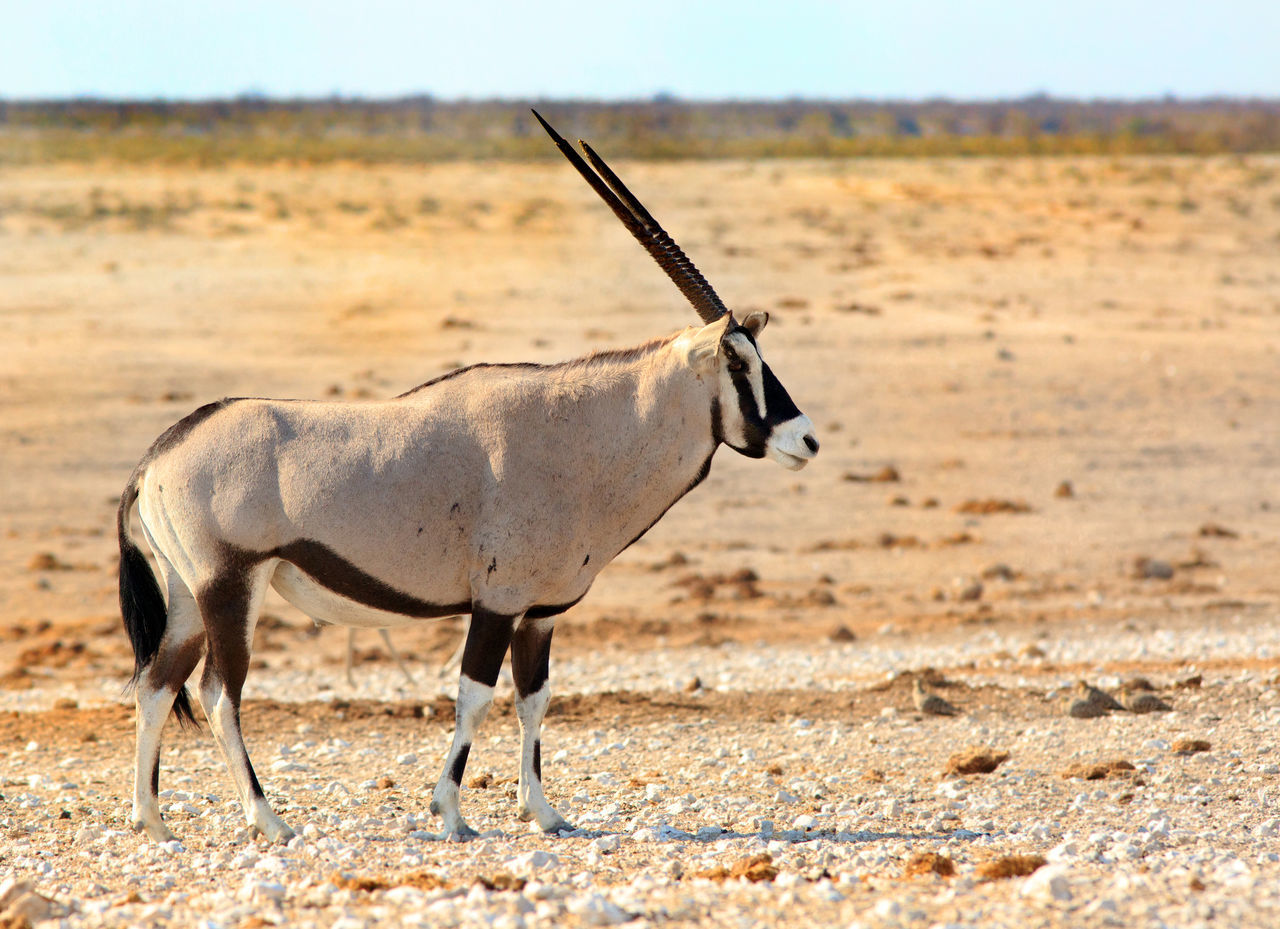 Isloated, standing, pan, large, antelope, alone