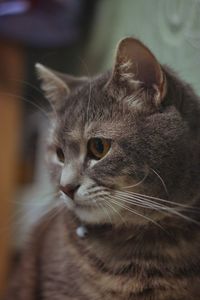 Close-up of a cat looking away