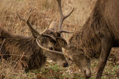 Deer in a field