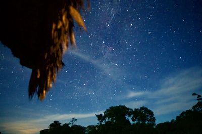 Low angle view of trees against sky at night