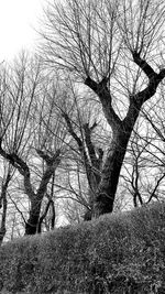 Bare trees against sky