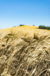 Scenic view of wheat field against clear blue sky