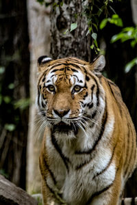 Close-up portrait of a tiger