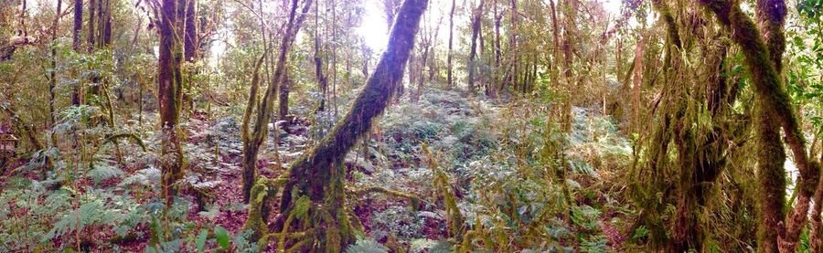 Trees in forest