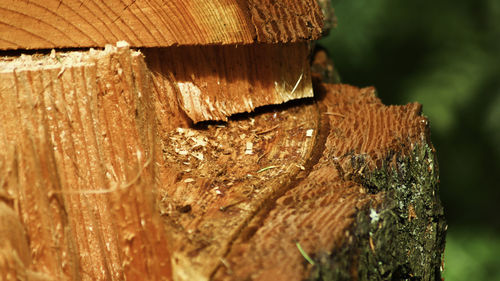 Close-up of tree trunk