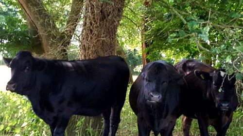 Cows in a field