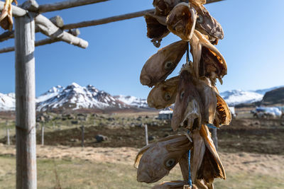 Close-up of clothes hanging on field against sky
