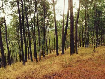 Trees in forest