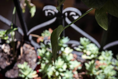 Close-up of plant growing outdoors