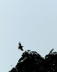 Low angle view of eagle flying against clear sky