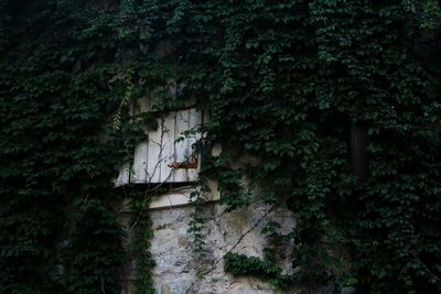 Ivy growing on tree