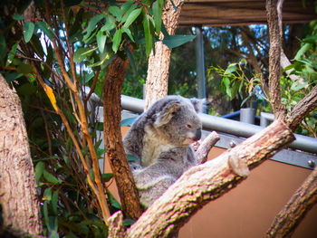 Close-up of squirrel sitting on tree