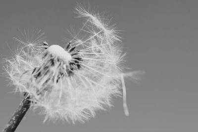 Close-up of dandelion against white background