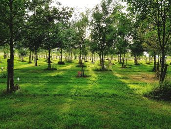 Trees on field