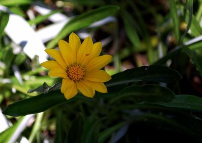 Close-up of yellow flower