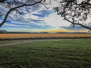 Scenic view of agricultural field against sky