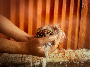 Low section of woman with pink flower in water