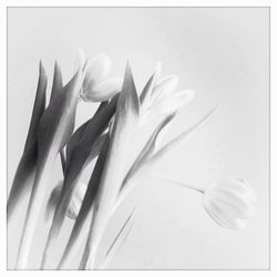 Close-up of flower over white background