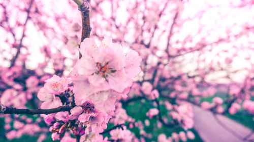 Close-up of pink cherry blossoms in spring