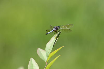 Close-up of fly on leaf