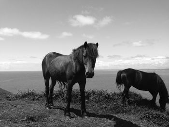 Horse standing on field against sky