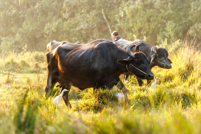 Buffaloes standing on grassy field