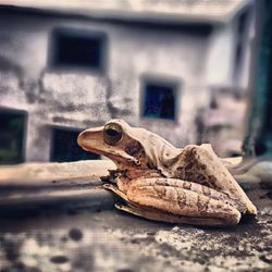 Close-up of plant against blurred background