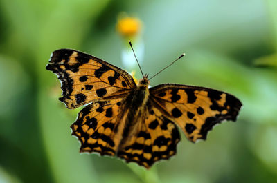 Close-up of butterfly pollinating on flower