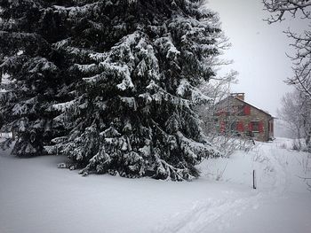 Snow covered tree against sky