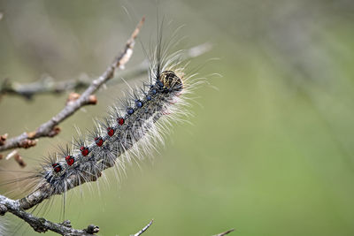 Close-up of insect on spider web