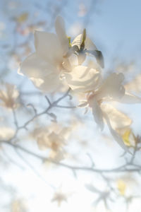 Close-up of white flowers