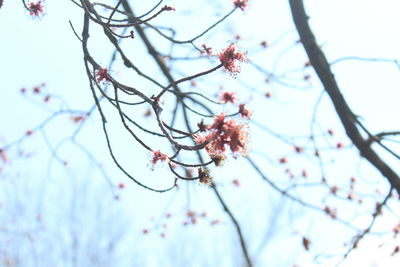 Low angle view of cherry blossoms against sky