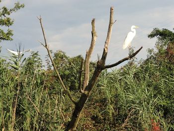 Low angle view of bird perching on tree against sky