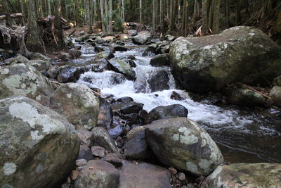 Rocks in forest