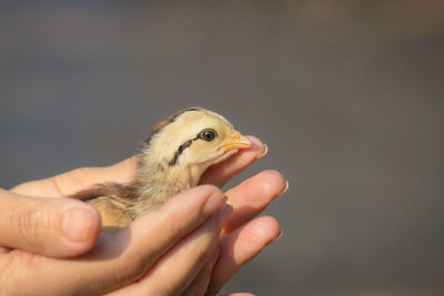 Close-up of a hand holding a bird