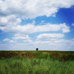 Scenic view of field against sky