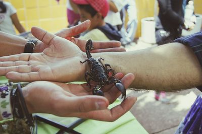 Cropped image of hands holding scorpion