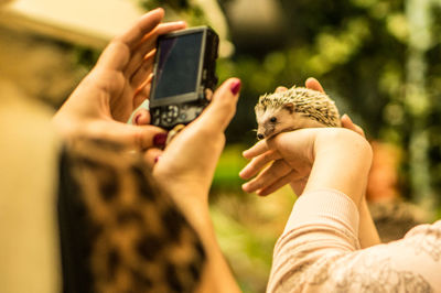 Cropped image of owners photographing hedgehog